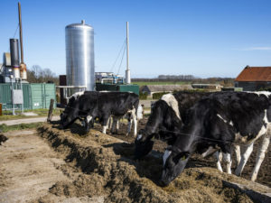 коровы и биогаз